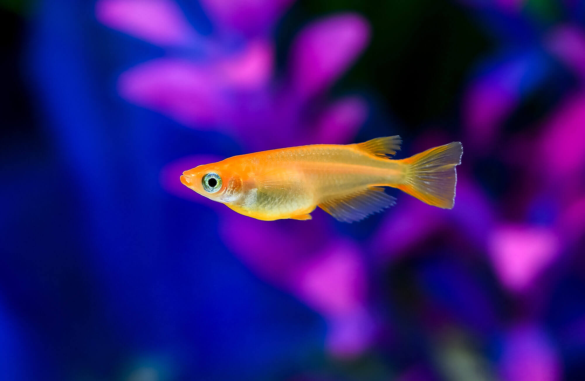 株式会社OK | NVボックス（クリア） サイズ13